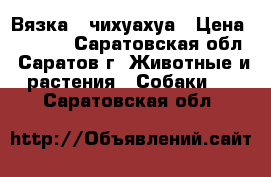 Вязка   чихуахуа › Цена ­ 1 000 - Саратовская обл., Саратов г. Животные и растения » Собаки   . Саратовская обл.
